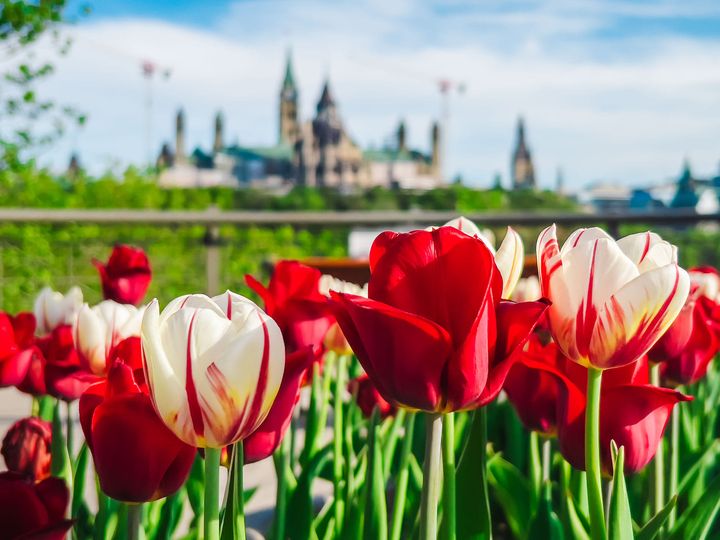 Canadian Tulip Festival 