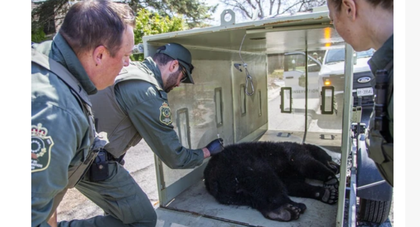 BEar