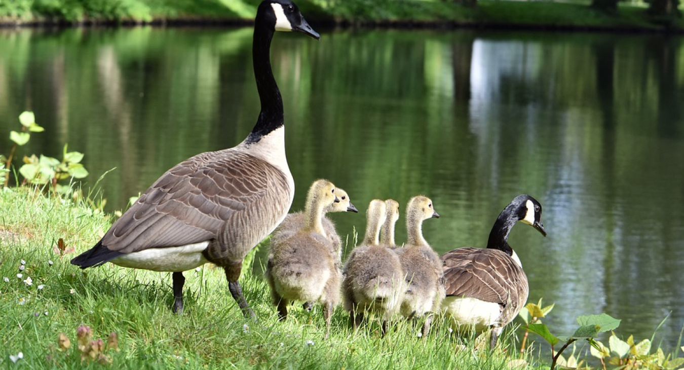 Canadian goose