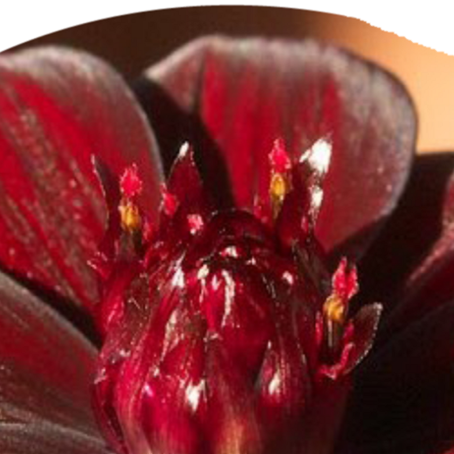 CHOCOLATE COSMOA:  a flower that smells like chocolate
