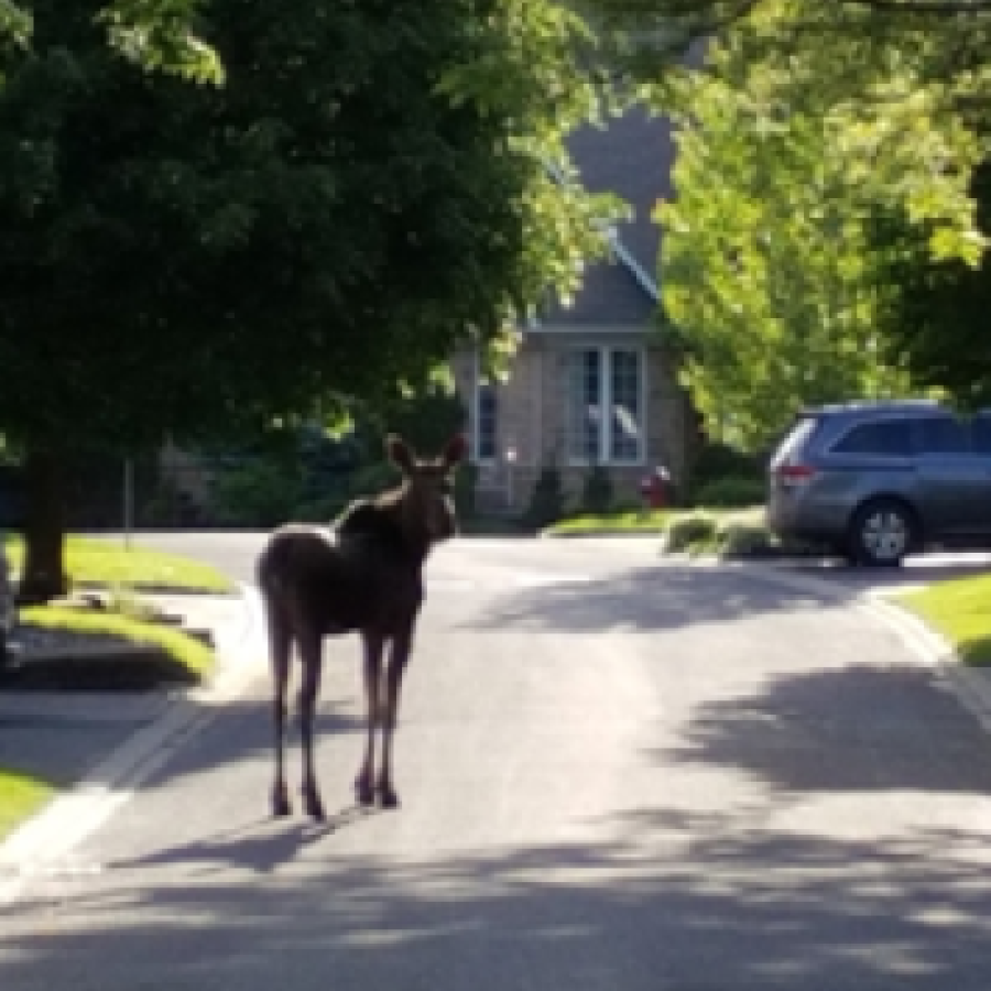 Animals with nowhere to go: Baby moose on the loose in Beaverbrook, Kanata