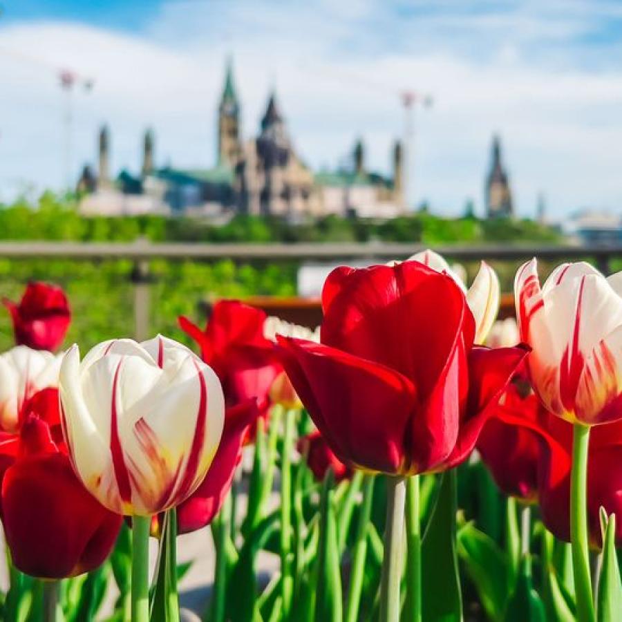 Canadian Tulip Festival 